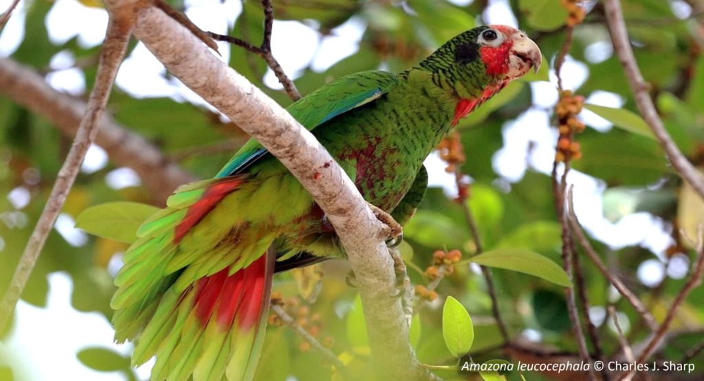 Wildlife of the Caribbean: A major world biodiversity hotspot in need ...